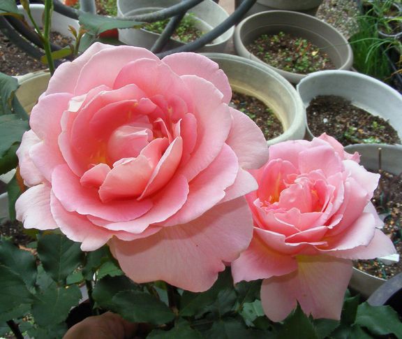 Tiffany photo tif2014_05270024_zps8d26756c.jpg